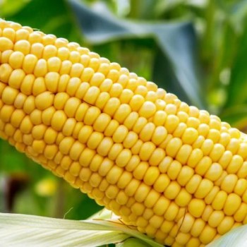 Maize
